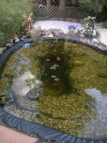 Teich im Allsaitig Teich im Allsaitig